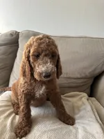 Teal, a female Goldendoodle for sale in Mason, OH – 1 of 3