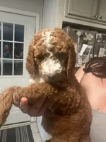 White , a female Goldendoodle for sale in Mason, OH – 2 of 2