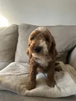 Pink, a female Goldendoodle for sale in Mason, OH – 2 of 2