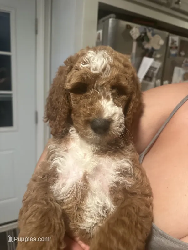 Pink – Goldendoodle puppy for sale in Mason, OH