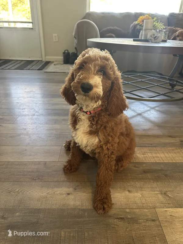 Pink – Goldendoodle puppy for sale in Mason, OH