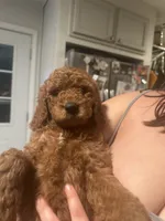 Purple, a female Goldendoodle for sale in Mason, OH – 2 of 2