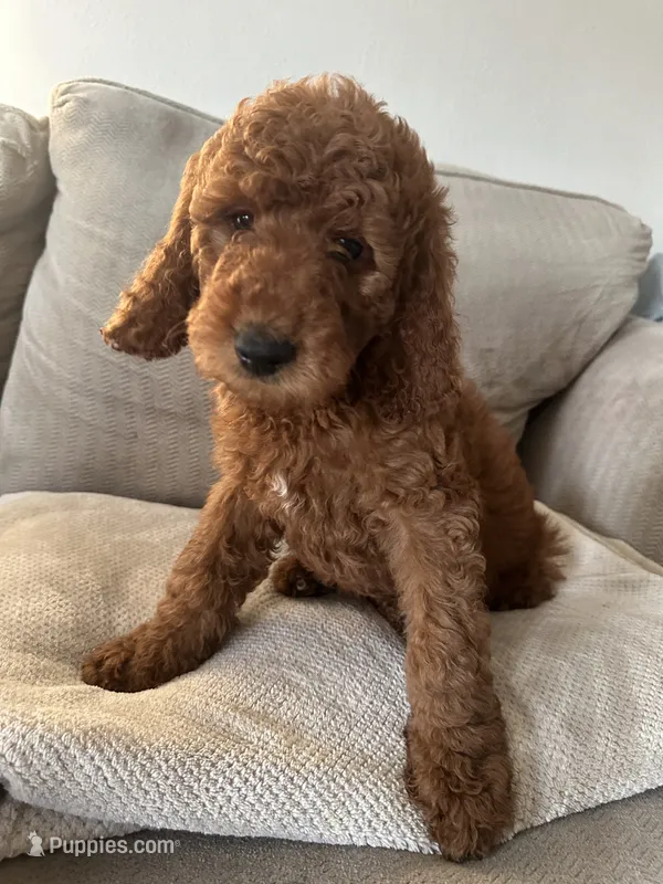 Purple – Goldendoodle puppy for sale in Mason, OH