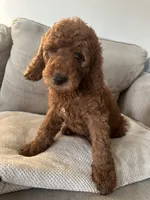 Purple, a female Goldendoodle for sale in Mason, OH – 1 of 2