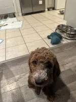 Teal, a female Goldendoodle for sale in Mason, OH – 2 of 3