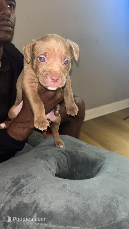 G – American Pit Bull Terrier puppy for sale in Baltimore, MD