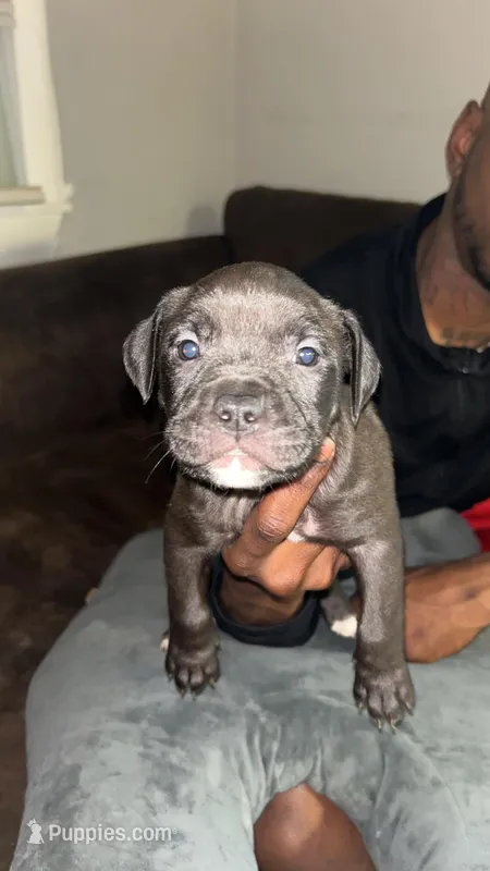 F – American Pit Bull Terrier puppy for sale in Baltimore, MD