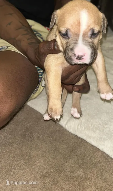 B – American Pit Bull Terrier puppy for sale in Baltimore, MD