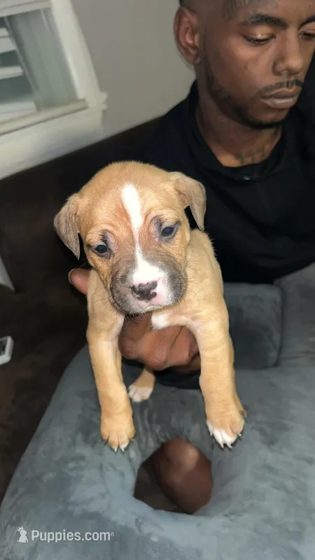 B – American Pit Bull Terrier puppy for sale in Baltimore, MD