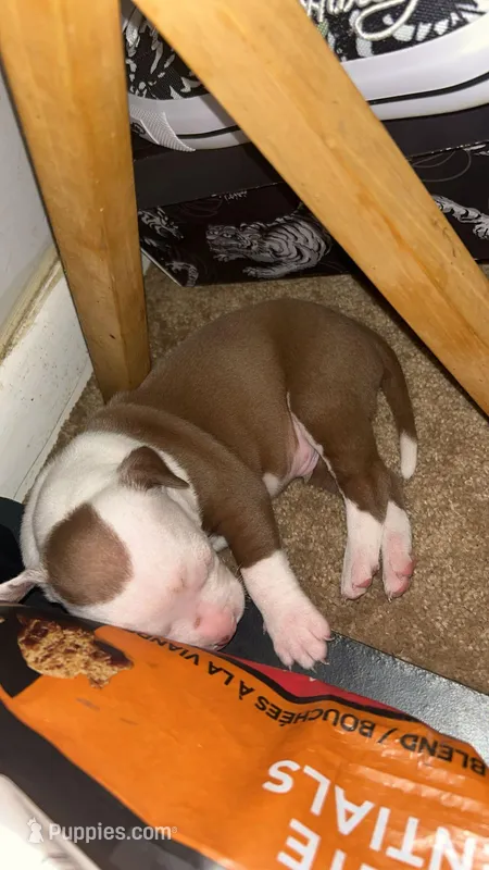 E – American Pit Bull Terrier puppy for sale in Baltimore, MD