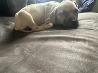 C, a male American Pit Bull Terrier for sale in Baltimore, MD – 9 of 9
