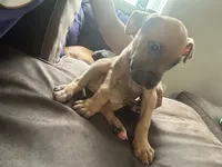 C, a male American Pit Bull Terrier for sale in Baltimore, MD – 8 of 9