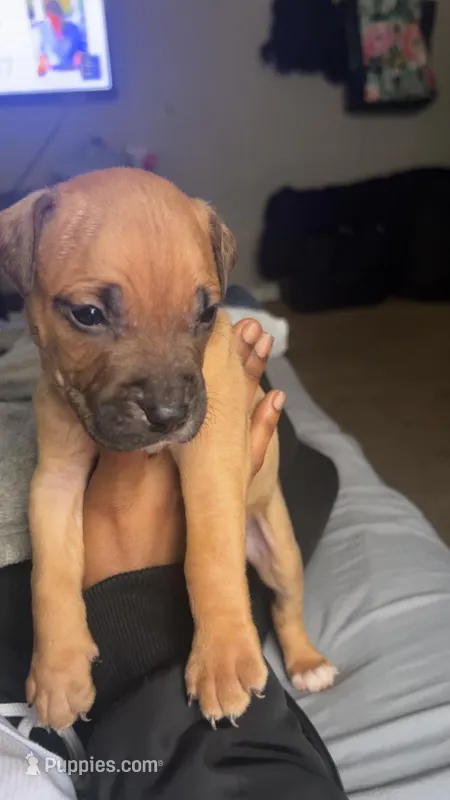 C – American Pit Bull Terrier puppy for sale in Baltimore, MD