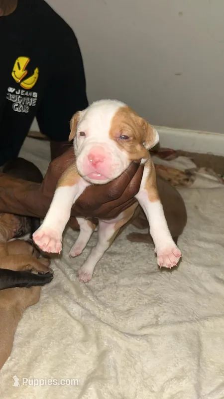 D – American Pit Bull Terrier puppy for sale in Baltimore, MD