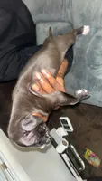A, a female American Pit Bull Terrier for sale in Baltimore, MD – 2 of 4