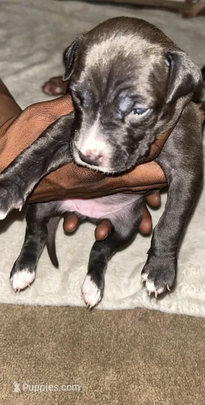 A – American Pit Bull Terrier puppy for sale in Baltimore, MD