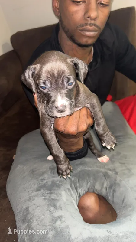 A – American Pit Bull Terrier puppy for sale in Baltimore, MD