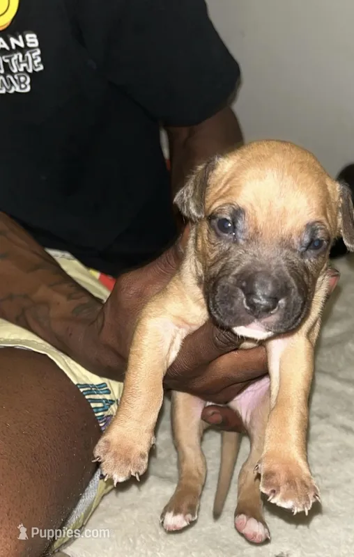 C – American Pit Bull Terrier puppy for sale in Baltimore, MD
