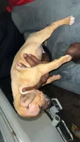C, a male American Pit Bull Terrier for sale in Baltimore, MD – 3 of 9