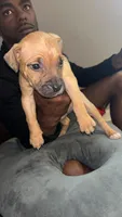 C, a male American Pit Bull Terrier for sale in Baltimore, MD – 4 of 9
