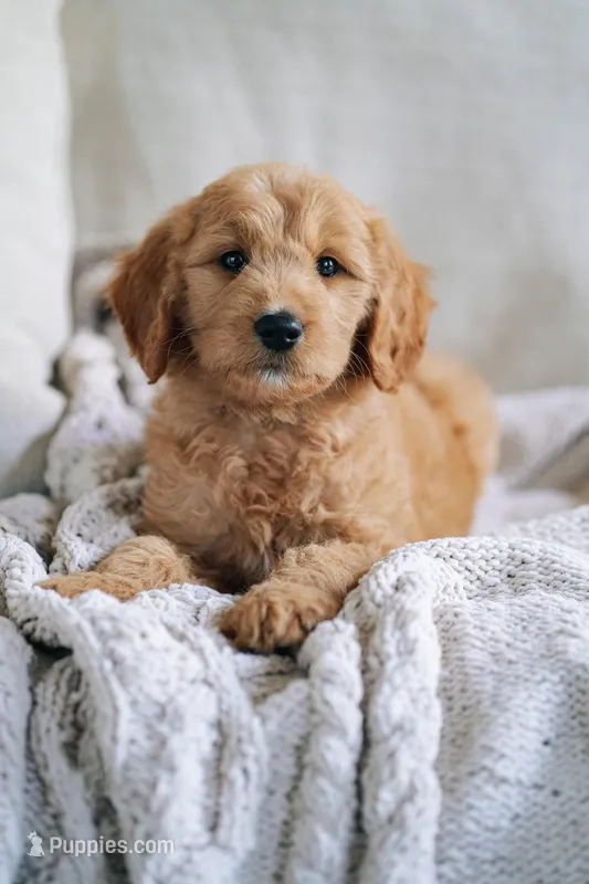 Belle - White Collar Girl – Goldendoodle puppy for sale in Greenville, SC