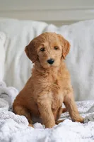 Goldendoodle - Teal Collar Girl , a female Goldendoodle for sale in Greenville, SC – 1 of 1
