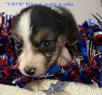 Tate, a male Australian Shepherd for sale in Sanford, FL – 1 of 5