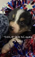 Cole, a male Australian Shepherd for sale in Sanford, FL – 2 of 6