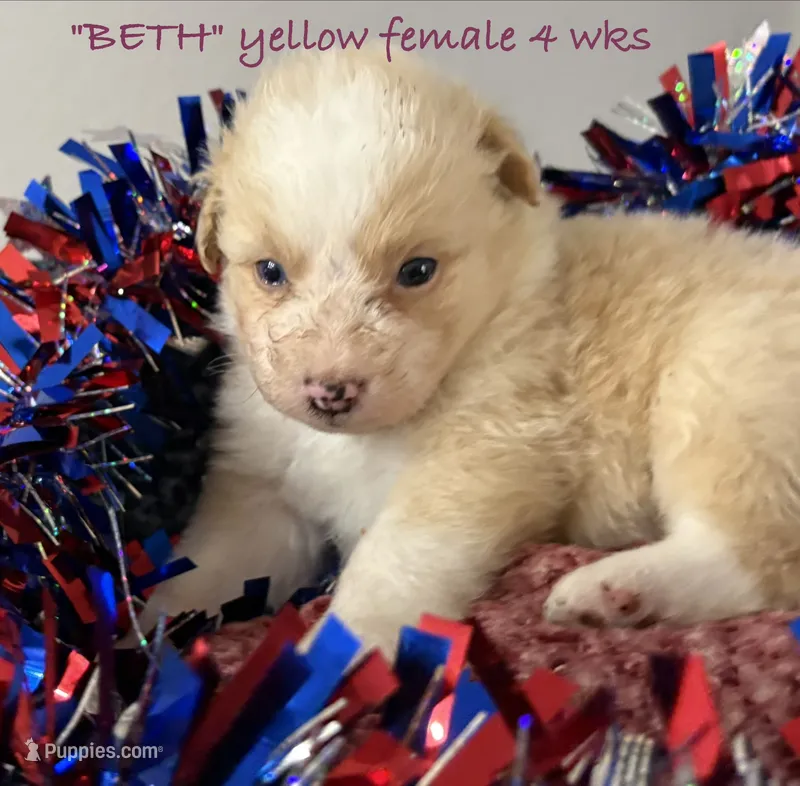 BETH – Australian Shepherd puppy for sale in Sanford, FL