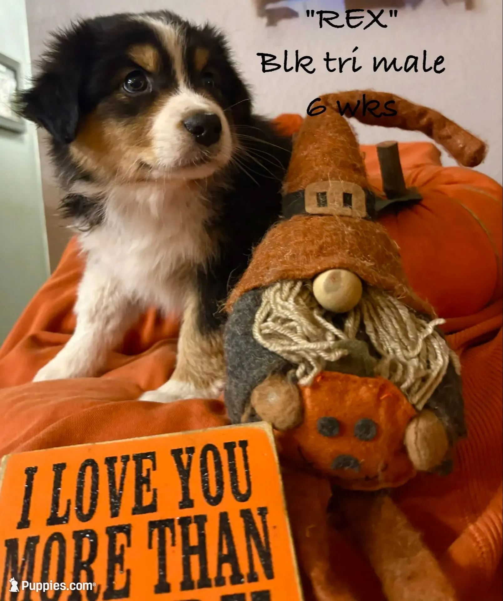 REX, a male Australian Shepherd for sale in Sanford, FL – 1 of 7