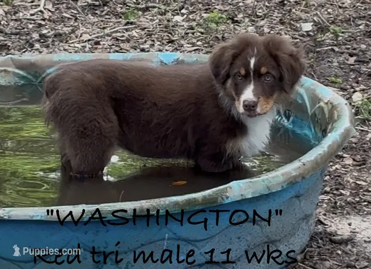 WASHINGTON – Australian Shepherd puppy for sale in Sanford, FL