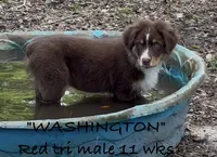 WASHINGTON, a male Australian Shepherd for sale in Sanford, FL – 1 of 10