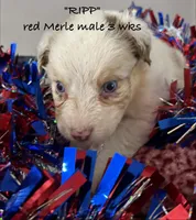 KASEY, a male Australian Shepherd for sale in Sanford, FL – 1 of 4