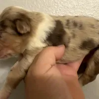 Reagan, a male Australian Shepherd for sale in Sanford, FL – Photo 9 of 10