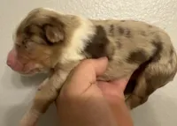 Reagan, a male Australian Shepherd for sale in Sanford, FL – Photo 2 of 3