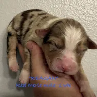 Reagan, a male Australian Shepherd for sale in Sanford, FL – Photo 8 of 10