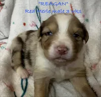 Reagan, a male Australian Shepherd for sale in Sanford, FL – Photo 3 of 10