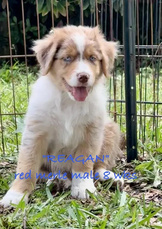 Reagan – Australian Shepherd puppy for sale in Sanford, FL
