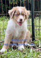 Reagan, a male Australian Shepherd for sale in Sanford, FL – 2 of 10