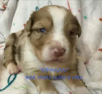 Reagan, a male Australian Shepherd for sale in Sanford, FL – Photo 5 of 10