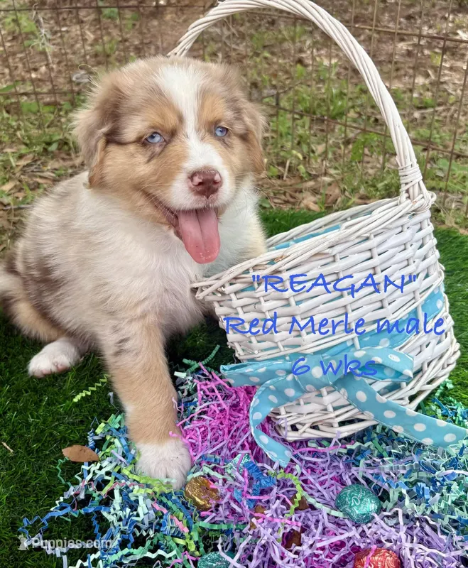 Reagan – Australian Shepherd puppy for sale in Sanford, FL