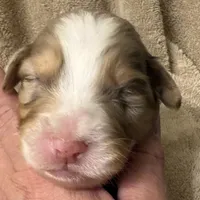 Reagan, a male Australian Shepherd for sale in Sanford, FL – Photo 6 of 10