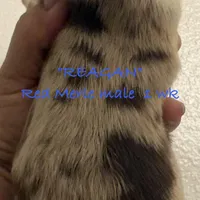 Reagan, a male Australian Shepherd for sale in Sanford, FL – Photo 10 of 10