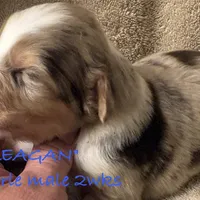 Reagan, a male Australian Shepherd for sale in Sanford, FL – Photo 7 of 10