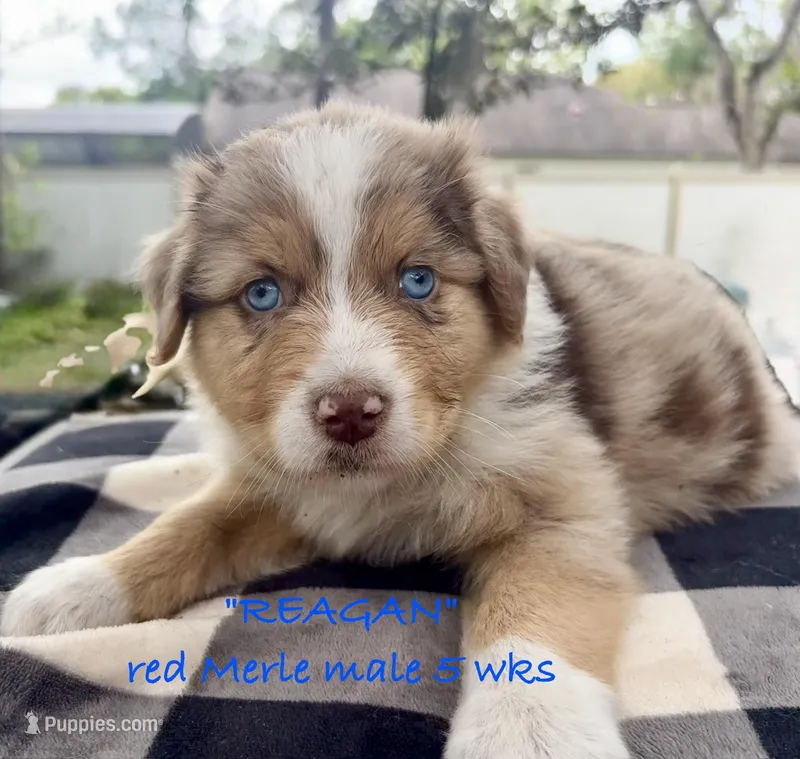 Reagan – Australian Shepherd puppy on hold in Sanford, FL