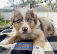 Reagan, a male Australian Shepherd for sale in Sanford, FL – Photo 1 of 10