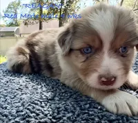 Reagan, a male Australian Shepherd for sale in Sanford, FL – Photo 2 of 10