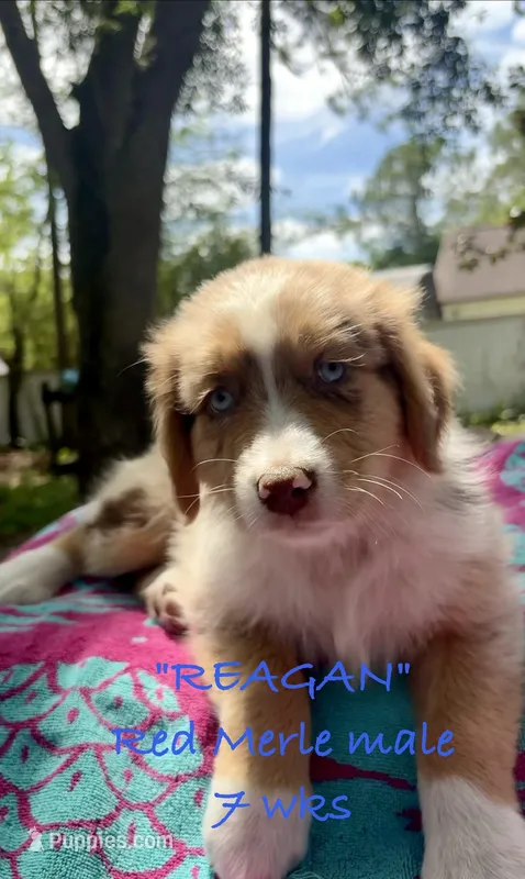 Reagan – Australian Shepherd puppy for sale in Sanford, FL