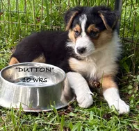 Dutton, a male Australian Shepherd for sale in Sanford, FL – 1 of 10