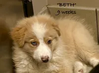 BETH, a female Australian Shepherd for sale in Sanford, FL – 2 of 10